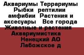 Аквариумы.Террариумы.Рыбки, рептилии, амфибии. Растения и аксесуары - Все города Животные и растения » Аквариумистика   . Ненецкий АО,Лабожское д.